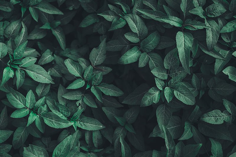 9 Easy Ways to Reduce Your Carbon Footprint - Laflore Paris