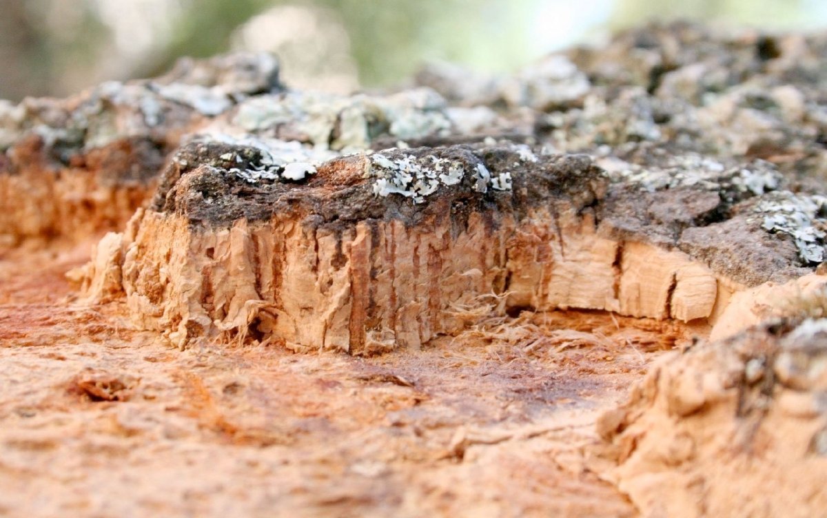 The Ultimate Reference Guide to Cork Material - Laflore Paris
