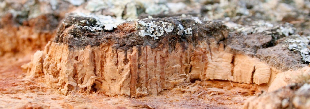 Why Cork ? - Laflore Paris