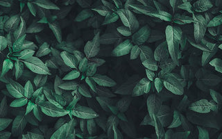 9 Easy Ways to Reduce Your Carbon Footprint - Laflore Paris