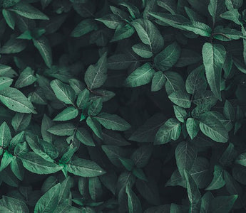 9 Easy Ways to Reduce Your Carbon Footprint - Laflore Paris