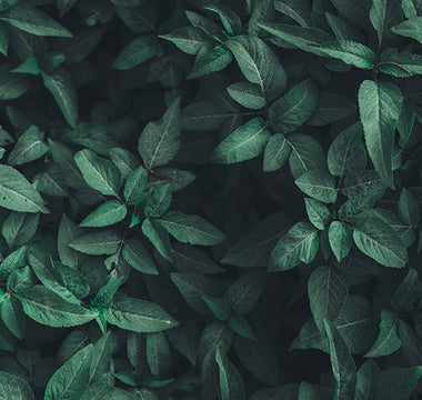 9 Easy Ways to Reduce Your Carbon Footprint - Laflore Paris