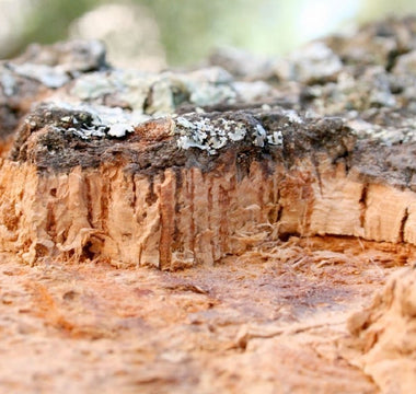 The Ultimate Reference Guide to Cork Material - Laflore Paris